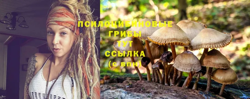 продажа наркотиков  Городовиковск  Псилоцибиновые грибы Psilocybine cubensis 